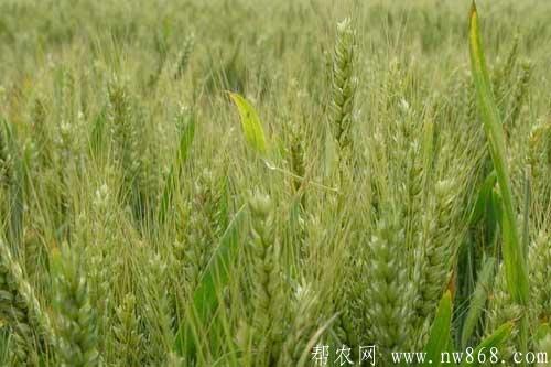 有關小麥種植技術的10個常見問題
