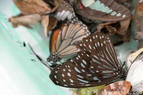 蝴蝶是吃什么生存的？蝴蝶養(yǎng)殖需要哪些技術(shù)？