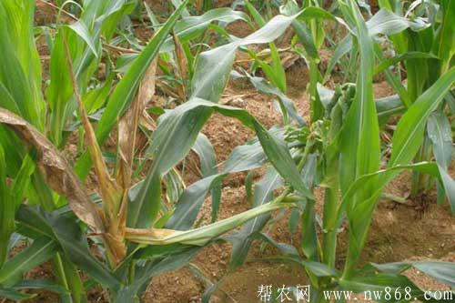 玉米發生莖腐病應該如何防治