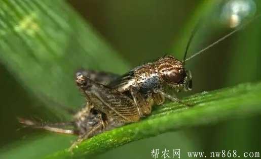 蟋蟀吃什么？怎么喂養斗蟋蟀？