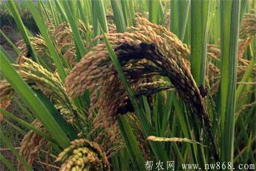 水稻發生稻曲病的病癥狀及防治方法