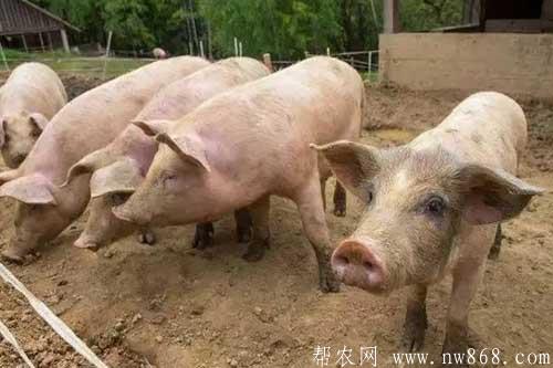 養(yǎng)豬經(jīng)驗(yàn)——你知道導(dǎo)致豬低溫不食的原因有哪些嗎？