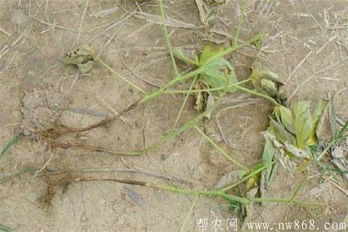 大豆倒伏的原因及大豆倒伏的預防措施
