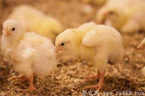 雛雞養(yǎng)殖——冬季怎樣才能提高雛雞的抗病能力？