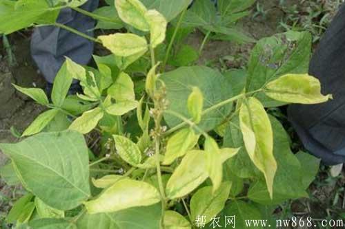做好大豆苗期管理是獲得高產(chǎn)的關(guān)鍵 做好大豆苗期管理是獲得高產(chǎn)的關(guān)鍵