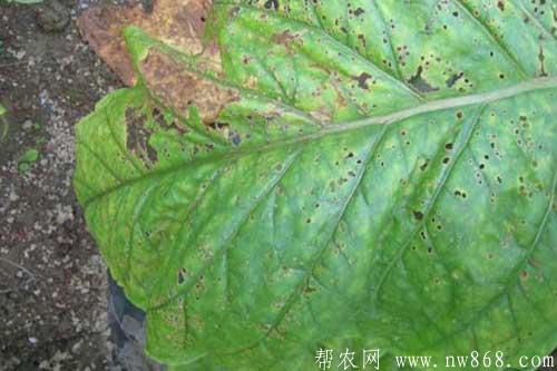 煙草發生赤星病癥狀及防治方法 煙草發生赤星病癥狀及防治方法