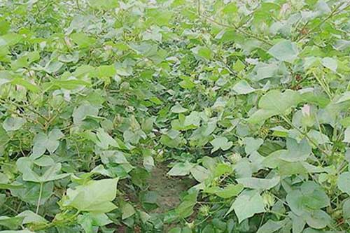 棉花發生瘋長的原因以及防治措施 棉花發生瘋長的原因以及防治措施