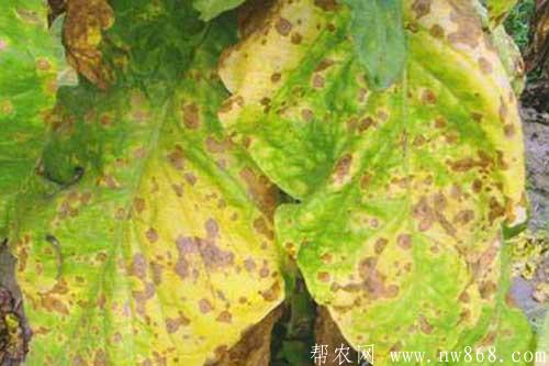煙草發生赤星病癥狀及防治方法 煙草發生赤星病癥狀及防治方法