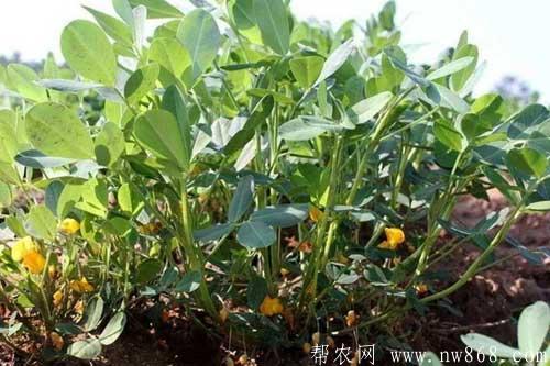 花生種植中后期田間管理技巧 花生種植中后期田間管理技巧