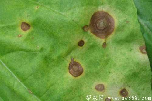 煙草發生赤星病癥狀及防治方法 煙草發生赤星病癥狀及防治方法