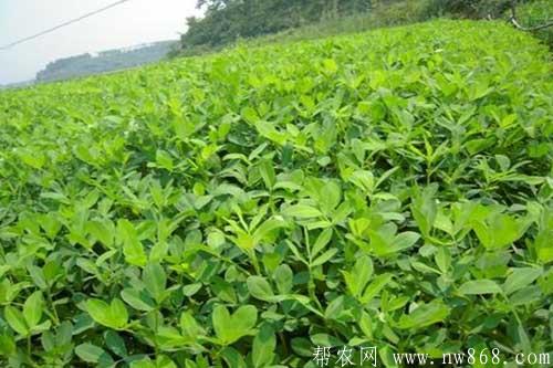 花生種植中后期田間管理技巧 花生種植中后期田間管理技巧