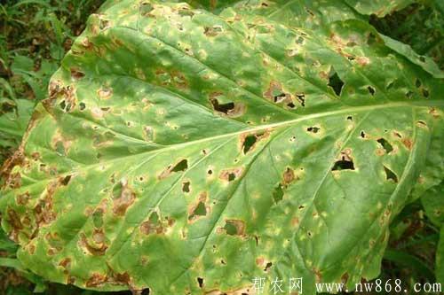 煙草發生赤星病癥狀及防治方法