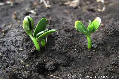 做好大豆苗期管理是獲得高產的關鍵