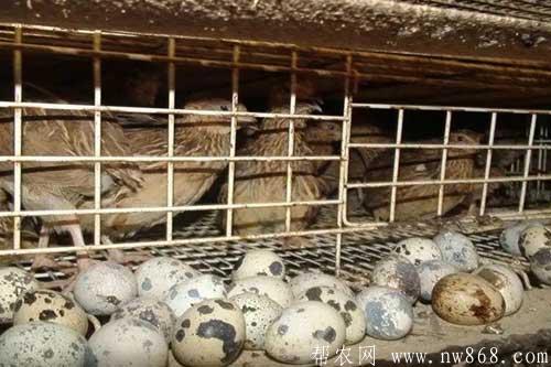 鵪鶉養(yǎng)殖舍設計及建造有哪些要求