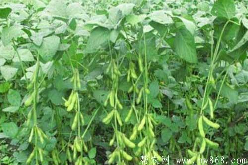 大豆鼓粒期管理需要注意哪些問題
