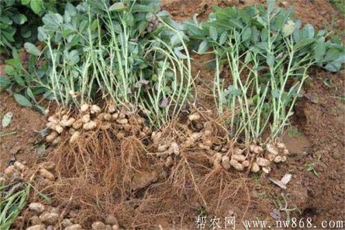 花生種植中后期田間管理技巧