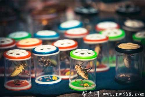 蛐蛐吃什么？蛐蛐是益蟲還是害蟲？和蟋蟀一樣嗎？