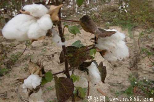 棉花出現早枯的現象有哪些預防措施