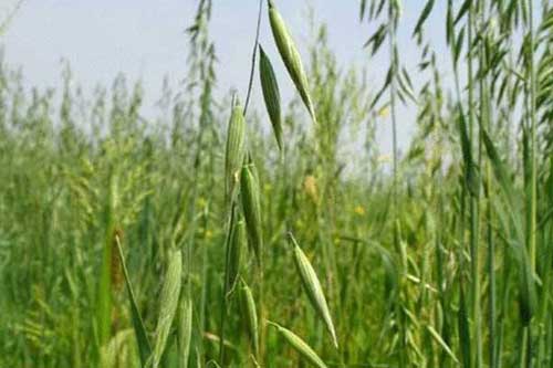 種植燕麥是否賺錢——燕麥市場行情及種植效益 種植燕麥是否賺錢——燕麥市場行情及種植效益