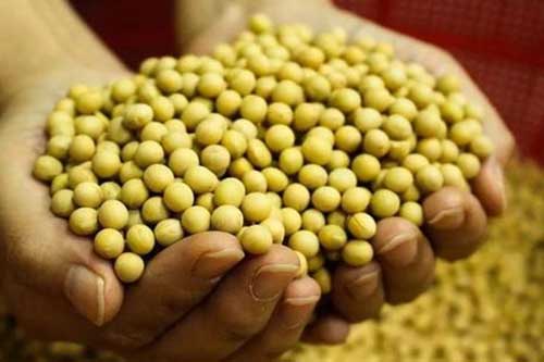 大豆在儲藏過程中需要注意什么 大豆在儲藏過程中需要注意什么
