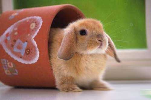 公主兔和熊貓兔的飼養方法