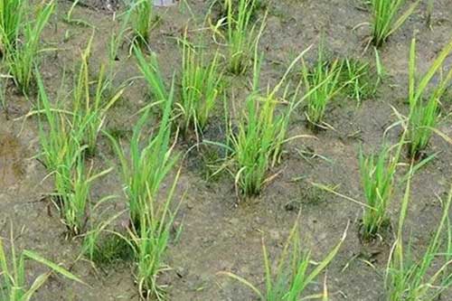 水稻種植過(guò)程中生長(zhǎng)緩慢是什么原因引起的? 水稻種植過(guò)程中生長(zhǎng)緩慢是什么原因引起的?
