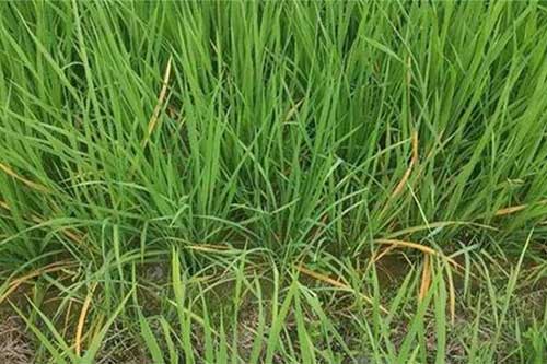 水稻種植過(guò)程中生長(zhǎng)緩慢是什么原因引起的? 水稻種植過(guò)程中生長(zhǎng)緩慢是什么原因引起的?