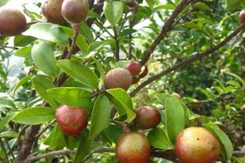 種植油茶樹在管理過程中需要注意哪些問題 種植油茶樹在管理過程中需要注意哪些問題