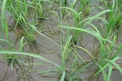 水稻種植過(guò)程中生長(zhǎng)緩慢是什么原因引起的? 水稻種植過(guò)程中生長(zhǎng)緩慢是什么原因引起的?