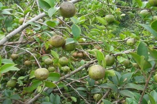 種植油茶樹在管理過程中需要注意哪些問題 種植油茶樹在管理過程中需要注意哪些問題