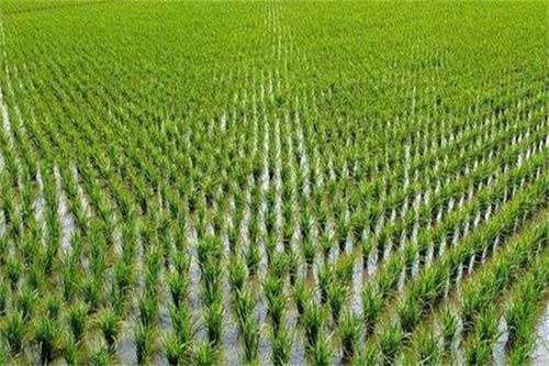 水稻種植過程中生長緩慢是什么原因引起的？