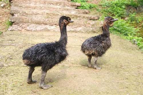 怎樣提高幼鴕鳥成活率？幼鴕鳥對生長環境有哪些要求？