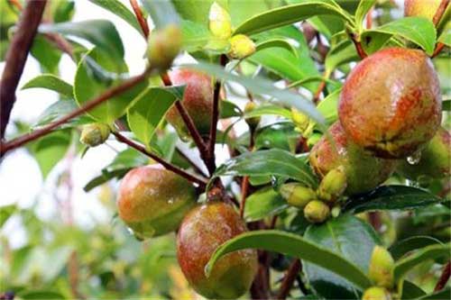 種植油茶樹在管理過程中需要注意哪些問題