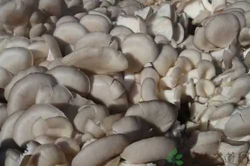 讓平菇收茬培養料再次出菇的方法