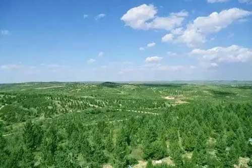 提高植樹造林成活率的新方法