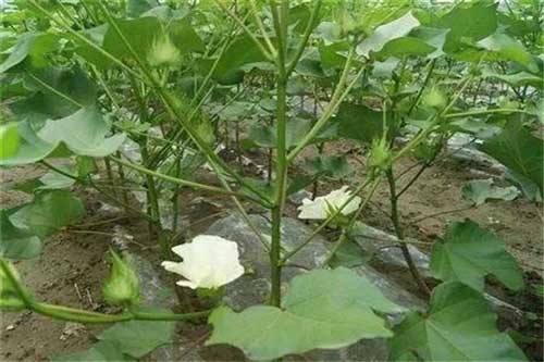 棉花種植過程中出現早衰狀況應該如何防治