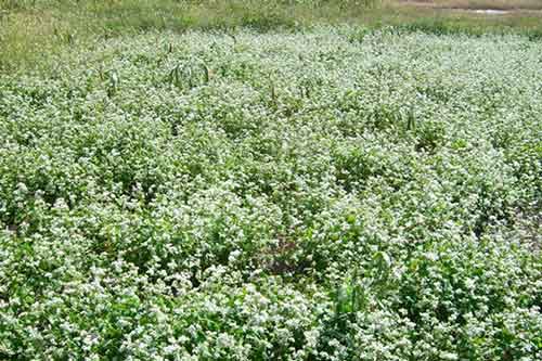 蕎麥高產(chǎn)種植的科學(xué)管理方法 蕎麥高產(chǎn)種植的科學(xué)管理方法