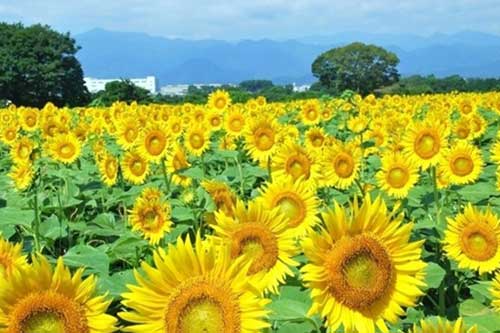 種植向日葵需要哪些條件? 種植向日葵需要哪些條件?