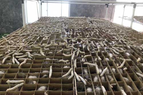 利用多種樹條和作物秸稈自制方格蠶蔟的方法