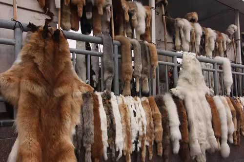 動物皮張貯存需要注意哪些問題