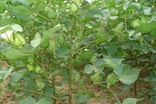 棉花種植過程中追肥需要掌握的技巧