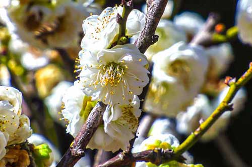 梅花品種有哪些?附梅花圖片大全 梅花品種有哪些?附梅花圖片大全