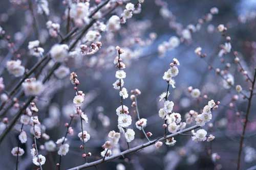 梅花品種有哪些?附梅花圖片大全 梅花品種有哪些?附梅花圖片大全