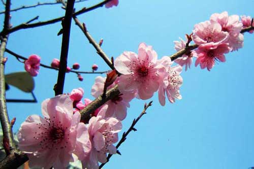 梅花品種有哪些?附梅花圖片大全 梅花品種有哪些?附梅花圖片大全