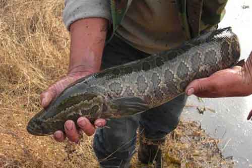 黑魚圖片分享|附:黑魚生活習性及形態特征 黑魚圖片分享|附:黑魚生活習性及形態特征