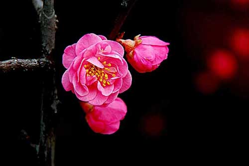 梅花品種有哪些?附梅花圖片大全 梅花品種有哪些?附梅花圖片大全
