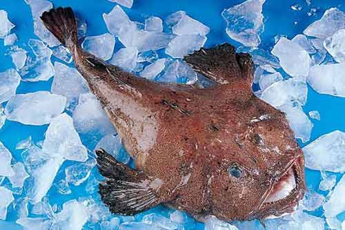 安康魚的功效與作用有哪些?附安康魚圖片大全 安康魚的功效與作用有哪些?附安康魚圖片大全