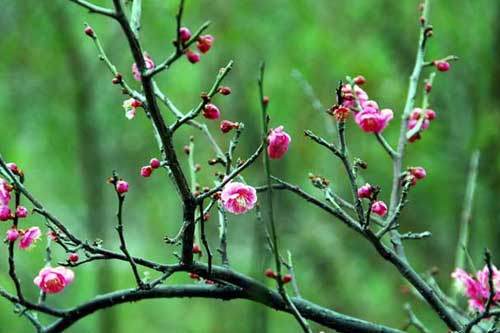 梅花品種有哪些?附梅花圖片大全 梅花品種有哪些?附梅花圖片大全