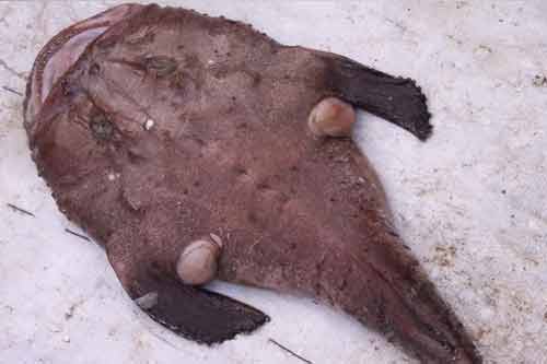 安康魚的功效與作用有哪些?附安康魚圖片大全 安康魚的功效與作用有哪些?附安康魚圖片大全