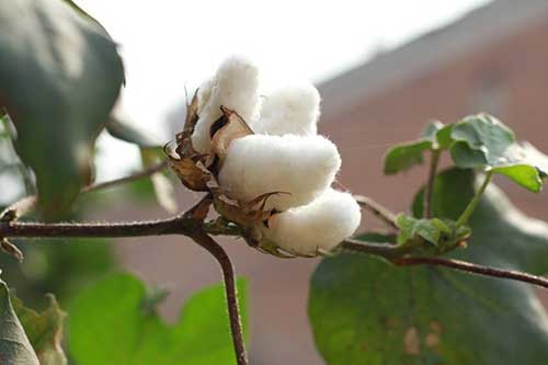棉花整枝時間點及技術(shù)要求 棉花整枝時間點及技術(shù)要求